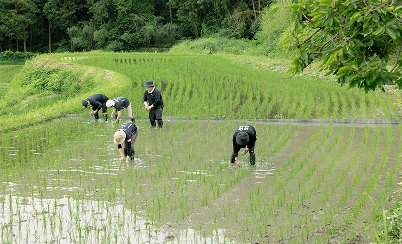 草取り