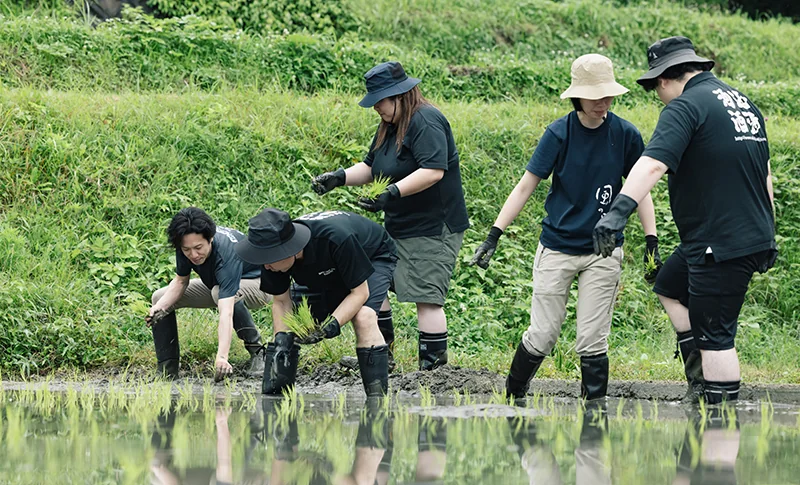 田植え