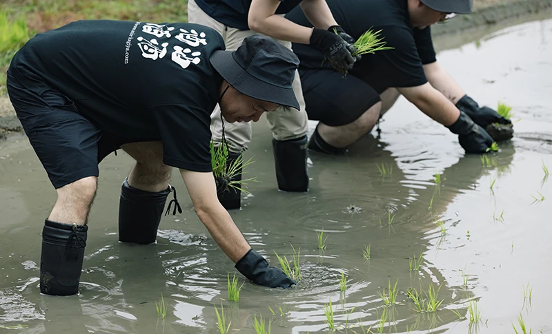 田植え