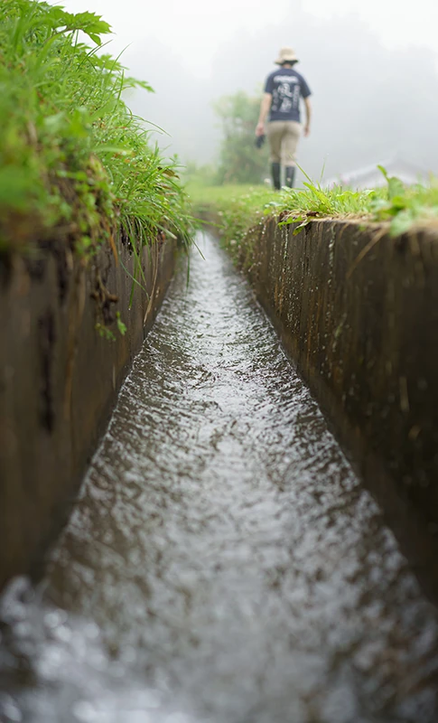 田植え