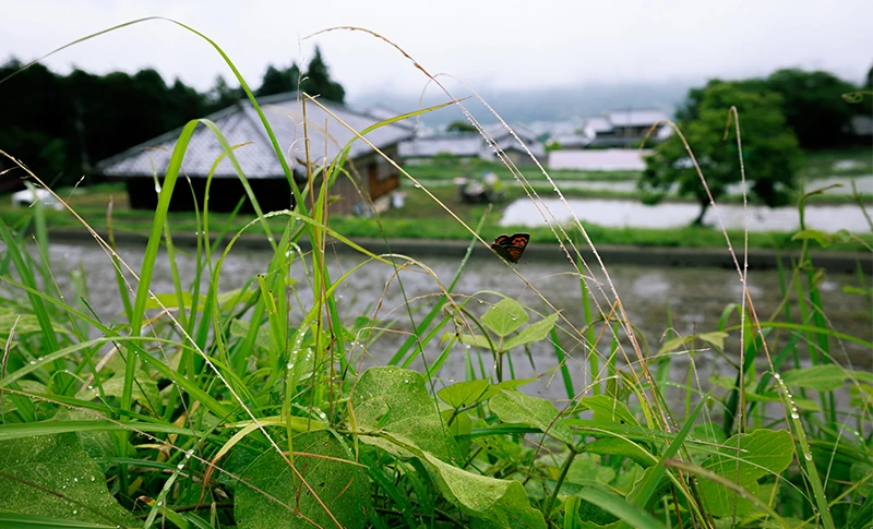 田植え