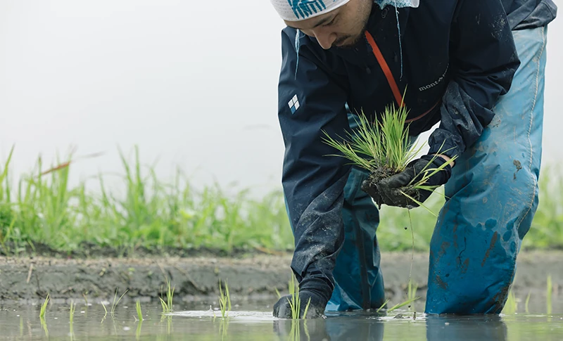 田植え